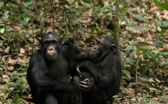 Две млади мъжки шимпанзета, 15-годишният Барън и 9-годишният Пиуи.