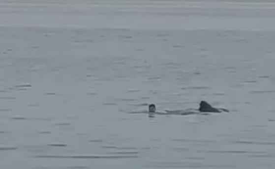 Кадър от видео, в което тигрова акула напада руски турист в Египет