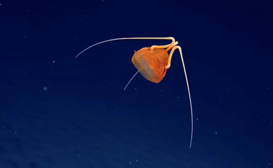 Яркооранжева медуза, която има само три дълги пипала, плува в океана