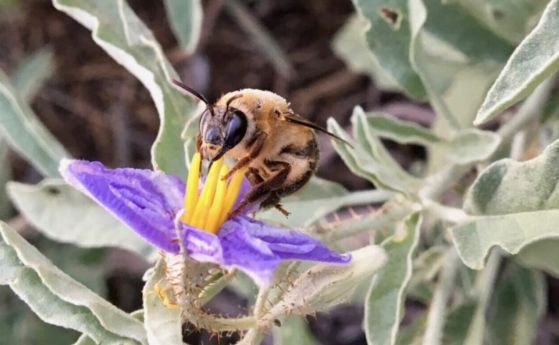 Един вид пчела, Ptiloglossa arizonensis, събира прашец от цвят на конска коприва. Тя смесва прашеца с нектар в  направени от нея пластмасови кошери, за да създаде течна бебешка храна с аромат на бира за своите малки