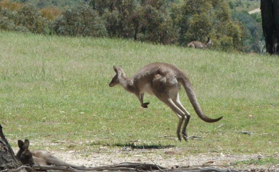 Изчезналите кенгурута са имали по-разнообразни начини на придвижване в сравнение със съвременните си събратя, включително четирикрако препускане, катерене и по-бавно скачане според преглед на изследователи от Бристолския университет и Университета в Упсал