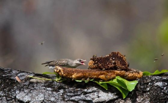 Голяма птица медопоказвач, хранеща се с пчелен восък в специалния резерват Ниаса, Мозамбик