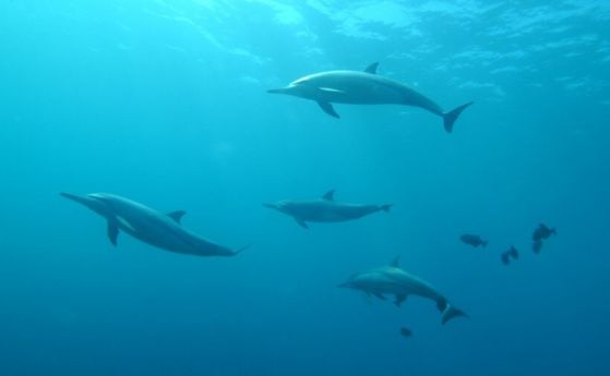 Делфини спасяват мъж от нападение на акули