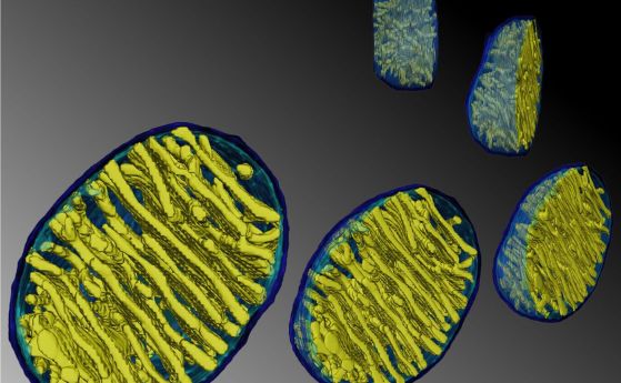 Учени са идентифицирали потенциални роднини на древния микроб, дал началото на първата по рода си 