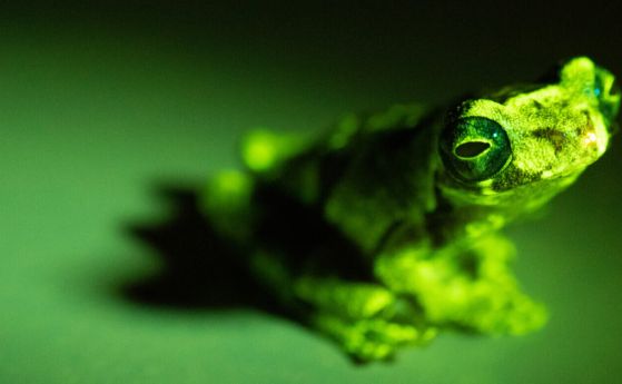 Дървесната жаба от Сараяку (Dendropsophus parviceps) е един от 151-те вида жаби, за които наскоро бе установено, че флуоресцират под сините нюанси на здрача. 