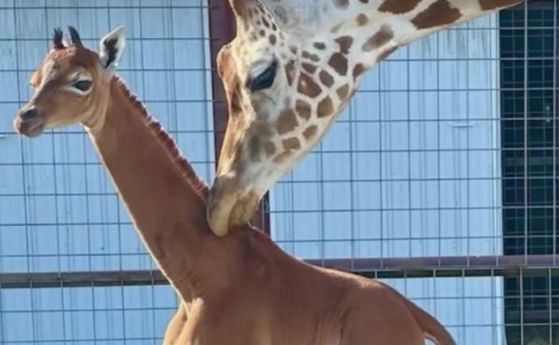 Родено е жирафче без петна. Как жирафите получават петна (видео)
