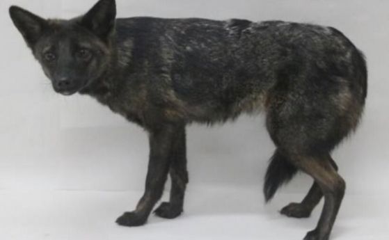 Първият по рода си хибрид между лисица и куче, открит по улиците на Бразилия