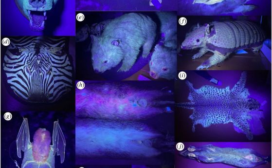 Препарирани бозайници под ултравиолетова светлина