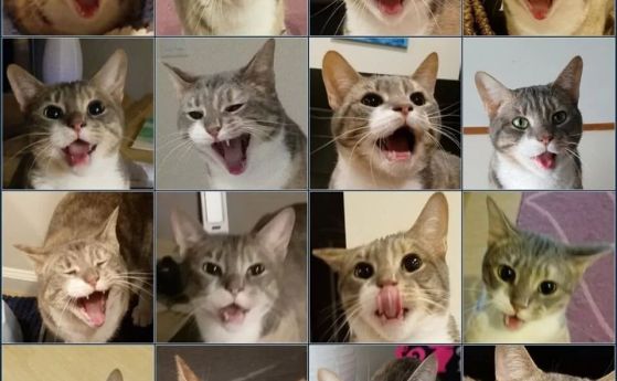 Котките имат близо 300 изражения на лицето, а ние - само 44 (видео)