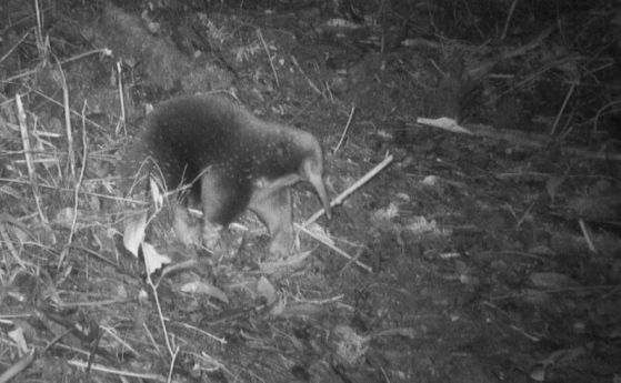 Този странен бозайник, снасящ яйца, бе преоткрит след 60 години в Папуа (видео)