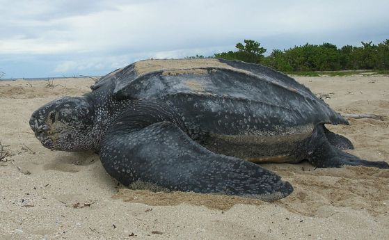 Тихоокеанската кожеста костенурка на Соломоновите острови. Тези кротки гиганти за застрашени от изчезване.