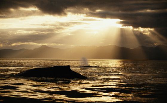 Учени казват, че са разговаряли с кит - тренировка за разговор с извънземни