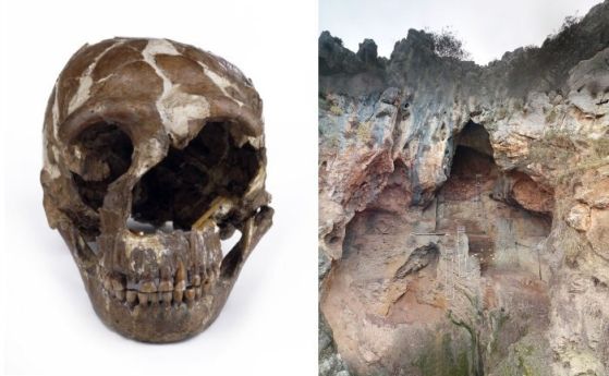 Череп на Homo neanderthalensis от пещерата Табун в Израел. Кредит: NhM - вдясно: Пещерата Табун, Израел