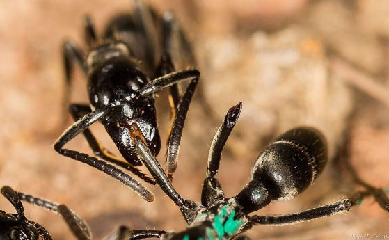 Мравка Матабела се грижи за раната на друга мравка, чиито крака са били отхапани в битка с термити.