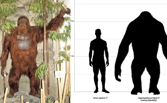 Разгадана е загадката на 3-метровия примат, най-големия в историята