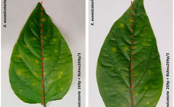 (A) Лист на растението пипер (Capsicum annuum L., cv. Софийска капия), заразено с X . euvesicatoria (B) Същият лист с намалени видими симптоми след третиране с бактериофага BsXeu269p/3. 