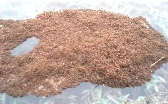 Жив сал от мравки