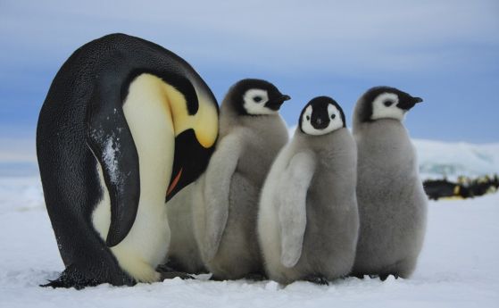 Императорските пингвини отглеждат пилетата си през антарктическата зима върху замръзнал морски лед, прилепнал към антарктическия бряг. 