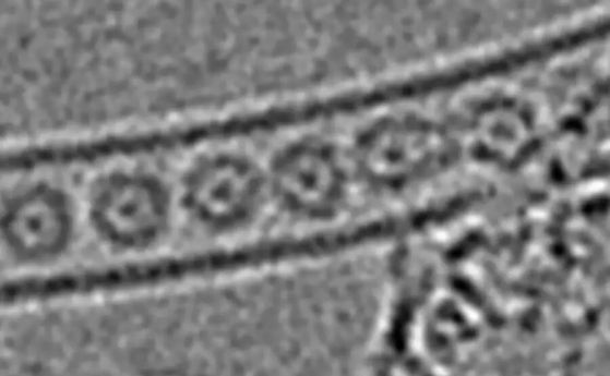 Единични атоми на криптон, уловени в клетки от бакминстерфулерен вътре в нанотръба, наблюдавани с електронен микроскоп.