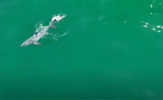 Новородена голяма бяла акула е заснета за първи път в дивата природа (видео)