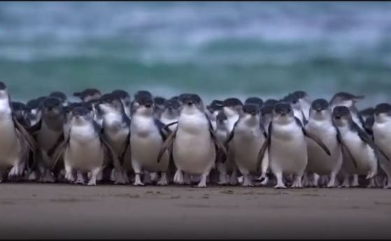 Пингвините се чифтосват безразборно два пъти за сезон заради промените на климата (видео)