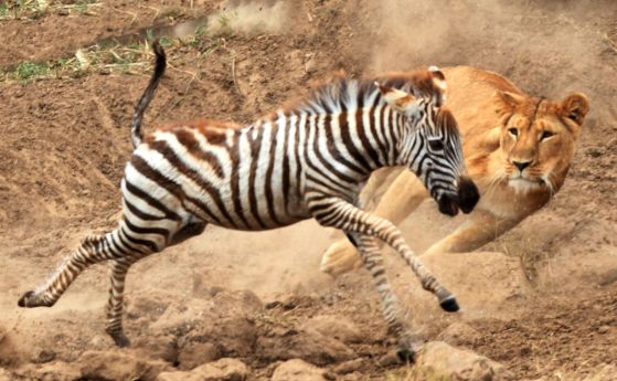 Като ярък пример за това как всичко на нашата планета е взаимосвързано, един вид дребни, инвазивни насекоми е намалил способността на лъвовете да се хранят със зебри