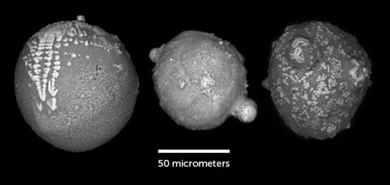 Черно-бяла микроскопска снимка на парчета скала, събрани в Антарктида (показани са три). Мащабът на снимката е 50 микрометра.