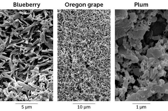 Сканиращи електронни микрографски изображения на миниатюрни структури, наблюдавани върху боровинка, орегонско грозде и слива.
