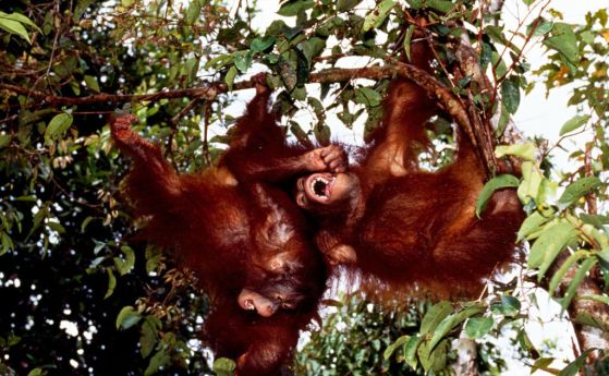 Борнейски орангутани (Pongo pigmaeus), Национален парк Tanjung Puting, централен Калимантан (Kalimantan Tengah), остров Борнео, Индонезия.
