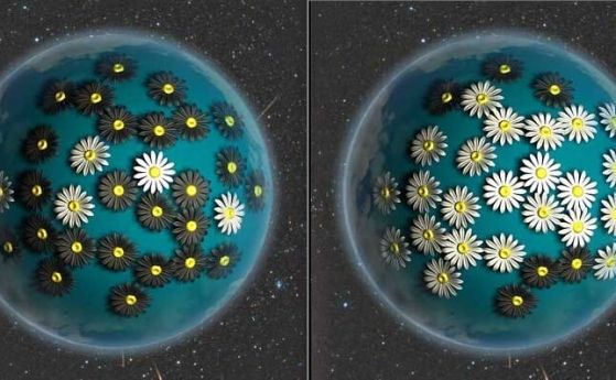 Ново изследване предлага експериментална схема, с която може да се провери в лабораторни условия класическият модел  “Маргаритков свят” (Daisyworld), - хипотезата за саморегулираща се планетарна екосистема - чрез два синтетични бактериални щама.
