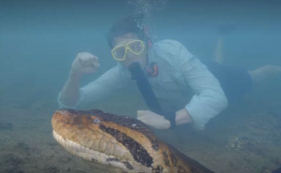 Холандският изследовател е заснет да плува в непосредствена близост до огромната анаконда в невероятни кадри, споделени в неговия Instagram