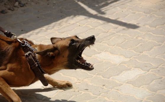 Кучетата реагират на миризмата на уплашен човек