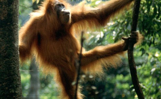 Изследването сравнява ДНК на човекоподобни маймуни и хора без опашки с тази на нечовекоподобните маймуни с опашки и открива вмъкване на ДНК, което е общо за човекоподобните маймуни, но липсва при нечовекоподобните маймуни.