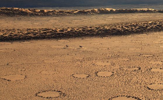 Загадъчните кръгове в пустинята Намиб