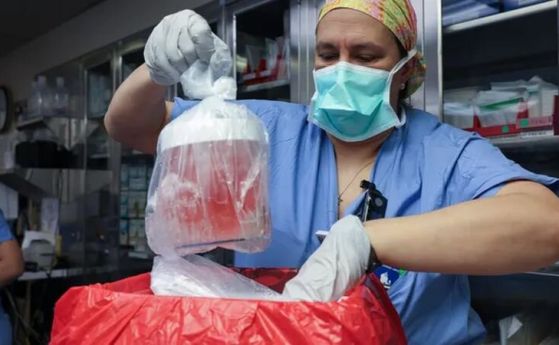 Медицинска сестра изважда свински бъбрек от кутията му, за да се подготви за трансплантация