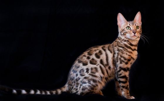 Леопардовите петна на бенгалските котки са свързани с домашните котки, а не с леопардите (видео)