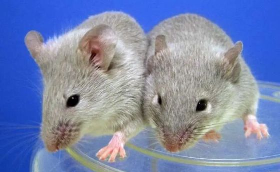 Учени създават здрави малки на мишки от двама бащи, без женска ДНК