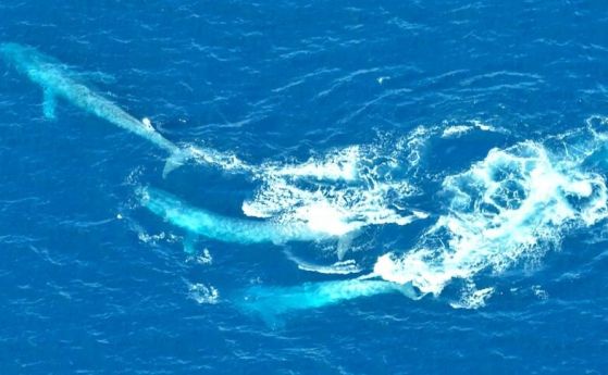 Два мъжки сини кита са забелязани да се бият, препускайки зад женска