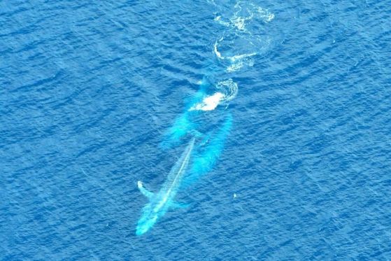 Три сини кита в океана, гледани отгоре