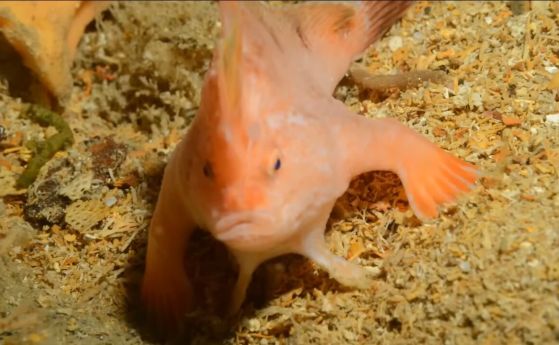 Рядката риба Brachiopsilus dianthus, която е розова на цвят и има подобни на ръце гръдни перки за ходене по дъното.