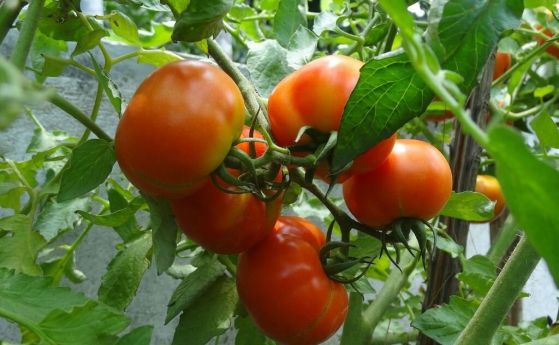 Учените чуват звуците на стресирани домати и тютюневи растения - от дехидратация или отрязване на стъблата им.