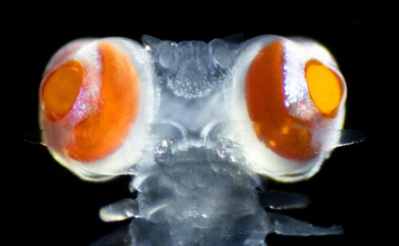 Откритието на необичаен червей със зрение, подобно на бозайник, смая учените