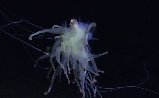 Bathyphysa siphonophore или летящо спагетено чудовище, забелязано близо до неизследвана и нерегистрирана подводна планина край бреговете на Великденския остров
