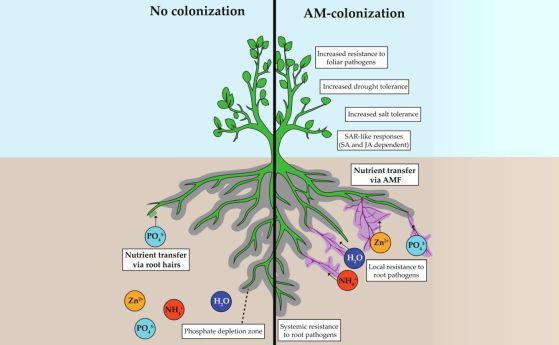 Симбиоза между сухоземно растение и микоризни гъби