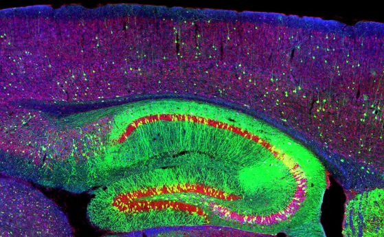 Хипокамп и неврони на мишка