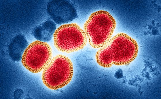 Вирус на грип А (H3N2) Оцветена трансмисионна електронна микрофотография на вирусни частици на грип А, оцветени в червено и златно, изолирани от проба на пациент и след това размножени в клетъчна култура. Грип А може да зарази както хора, така и животни, 