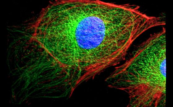 Клетъчен цитоскелет. Показан е тубулин, актин и ядро ​​съответно в зелено, червено и синьо. 