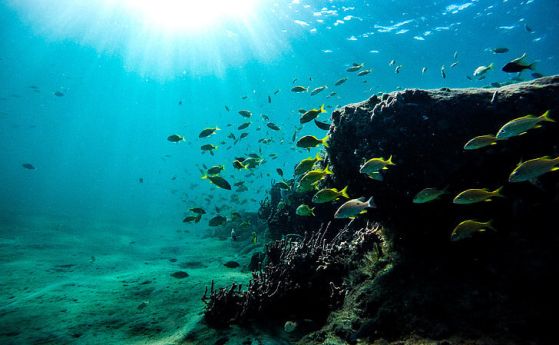 Токсично наследство: ДДТ от десетилетия, открит в дълбоководни риби