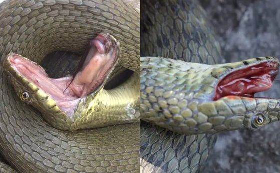 Змии от С. Македония имитират смъртта си "със специални ефекти" (видео)