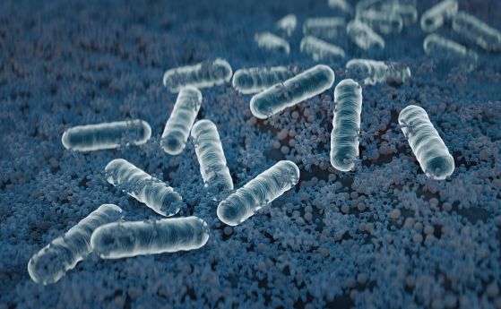 Бактериите, причиняващи акне, могат да лекуват пърхот като възстановяват микробиома на скалпа
